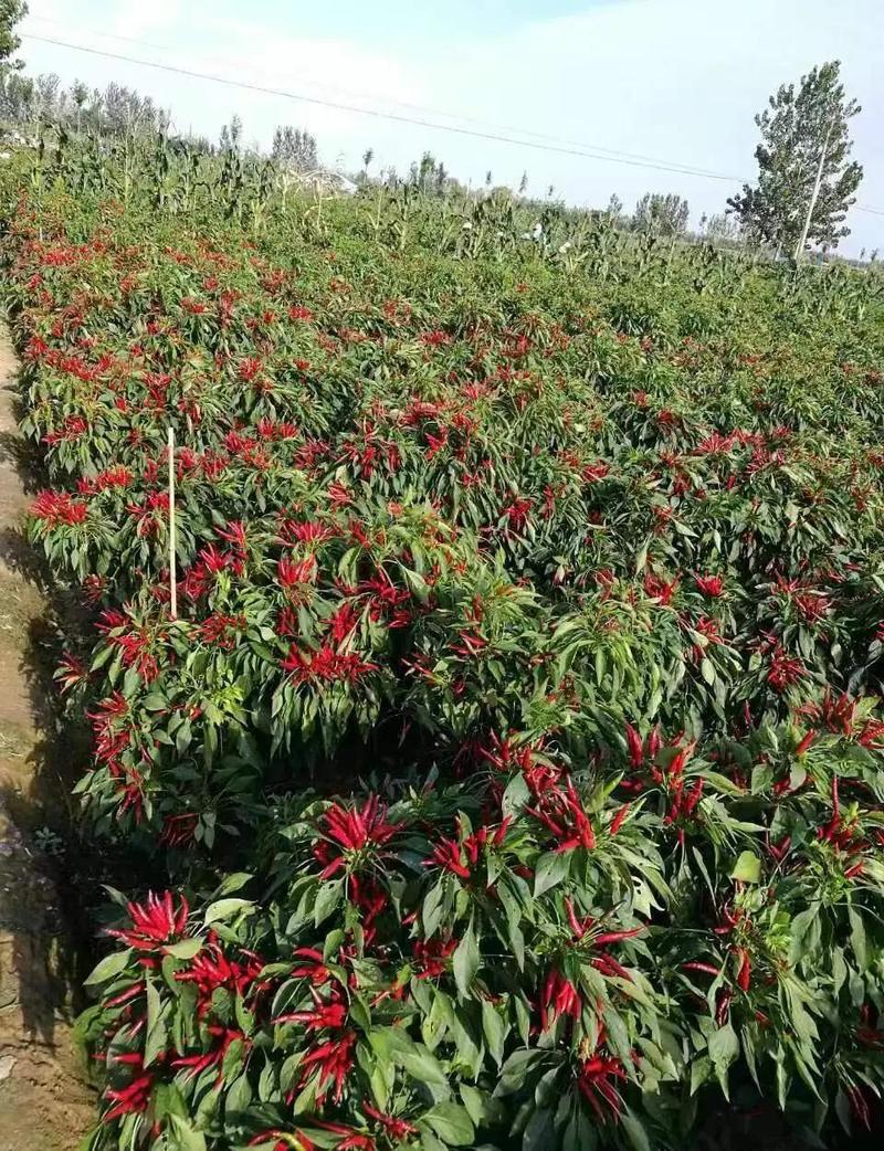 新疆辣椒种植基地 辣椒田 产地溯源