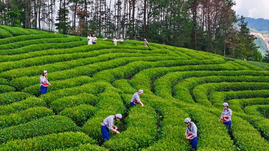 茶园采茶 茶叶原料 供应链